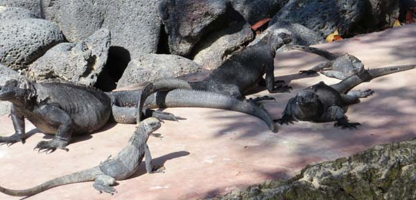 iguanas marinos