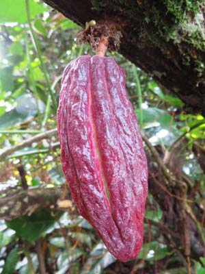 fruit cacao